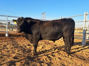 1 X ANGUS BULL 