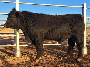 1 X ANGUS BULL