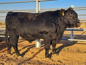 1 X ANGUS BULL