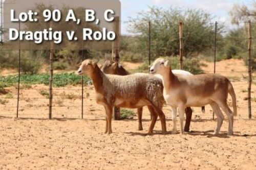 3X OOI/EWE (Per stuk om lot te neem/Per piece to take the lot)Klaargoud Meatmasters