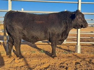 1 X ANGUS BULL