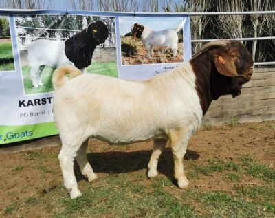 1 x BOERBOK RAM KUDDE