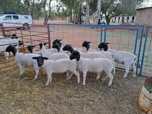 10X COMMERCIAL OOI/EWE - LAMB (Pay per piece to take the lot)