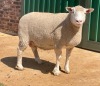 1X ILE DE FRANCE PREGNANT (3) OOI/EWE JANCOR IDF STOET