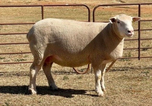 1X ILE DE FRANCE PREGNANT(2)OOI/EWE JANCOR IDF STOET