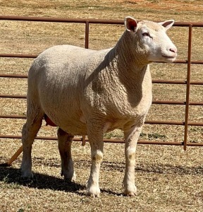 1X ILE DE FRANCE PREGNANT (3)OOI/EWE JANCOR IDF STOET