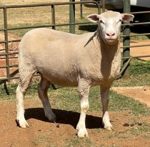 1X ILE DE FRANCE PREGNANT(1)OOI/EWE HAGELAND ILE DE FRANCE