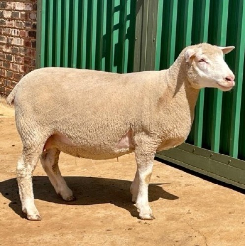 1X ILE DE FRANCE PREGNANT(2)OOI/EWE JANCOR IDF STOET