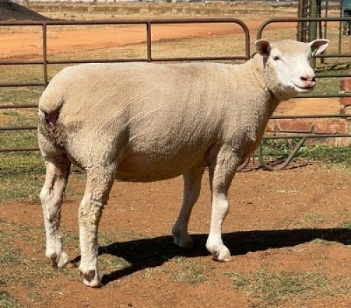 1X ILE DE FRANCE PREGNANT(1) OOI/EWE JANCOR IDF STOET