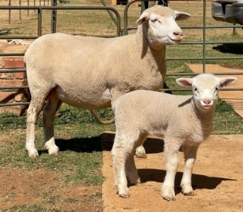 1X ILE DE FRANCE OOI/EWE JANCOR IDF STOET
