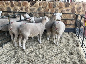 5X ILE DE FRANCE PREGNANT OOI/EWE HAGELAND ILE DE FRANCE