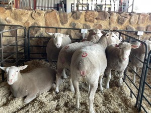 5X ILE DE FRANCE PREGNANT OOI/EWE HAGELAND ILE DE FRANCE