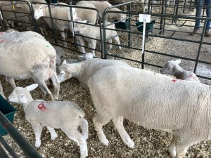 5+8X ILE DE FRANCE OOI/EWE HAGELAND ILE DE FRANCE