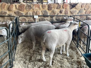 5X ILE DE FRANCE PREGNANT OOI/EWE HAGELAND ILE DE FRANCE