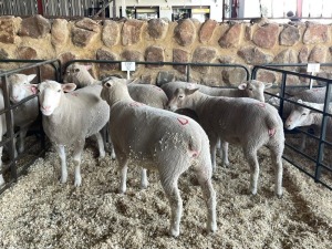 5X ILE DE FRANCE PREGNANT OOI/EWE HAGELAND ILE DE FRANCE