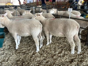 5X ILE DE FRANCE OOI/EWE HAGELAND ILE DE FRANCE