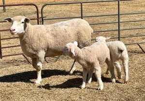 1+2X ILE DE FRANCE OOI/EWE HAGELAND ILE DE FRANCE