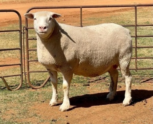 1X ILE DE FRANCE PREGNANT(1) OOI/EWE HAGELAND ILE DE FRANCE