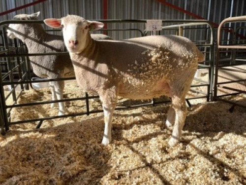 1X ILE DE FRANCE PREGNANT(2)OOI/EWE HAGELAND ILE DE FRANCE