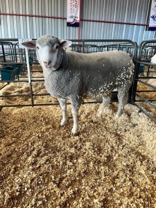 1X ILE DE FRANCE PREGNANT (1)OOI/EWE JANCOR IDF STOET