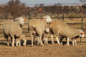 3+4X DORMER OOI/EWE DALVAN DORMERS (Per stuk om lot te neem)