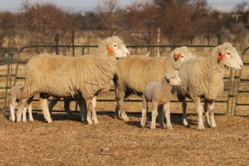3+3X DORMER OOI/EWE DALVAN DORMERS (Per stuk om lot te neem)