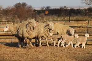 4+3X DORMER OOI/EWE DALVAN DORMERS (Per stuk om lot te neem)