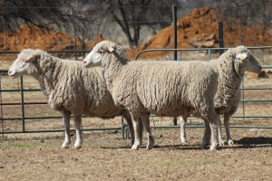 2X DORMER OOI/EWE DALVAN DORMERS (Per stuk om lot te neem)