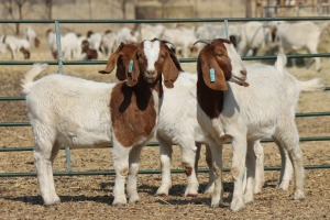 1X BOER GOAT OOI/EWE HART-VAN GOUD BOERBOKKE DALEEN VAN ZYL, 082 652 3745