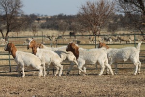 1X BOER GOAT OOI/EWE HART-VAN GOUD BOERBOKKE DALEEN VAN ZYL, 082 652 3750