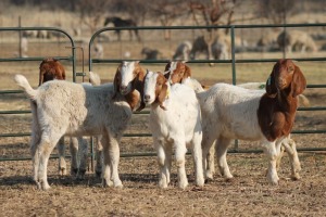 1X BOER GOAT OOI/EWE HART-VAN GOUD BOERBOKKE DALEEN VAN ZYL, 082 652 3755