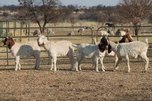 1X BOER GOAT OOI/EWE HART-VAN GOUD BOERBOKKE DALEEN VAN ZYL, 082 652 3765