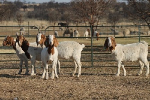 1X BOER GOAT OOI/EWE HART-VAN GOUD BOERBOKKE DALEEN VAN ZYL, 082 652 3770