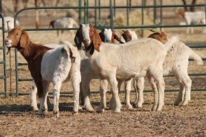 1X BOER GOAT OOI/EWE HART-VAN GOUD BOERBOKKE DALEEN VAN ZYL, 082 652 3760