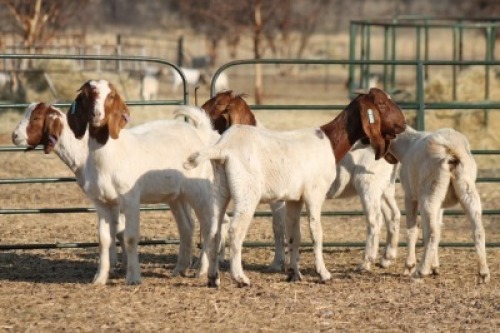 1X BOER GOAT OOI/EWE HART-VAN GOUD BOERBOKKE DALEEN VAN ZYL, 082 652 3777