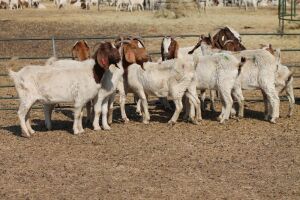 11X BOER GOAT OOI/EWE HART-VAN GOUD BOERBOKKE DALEEN VAN ZYL, 082 652 3749