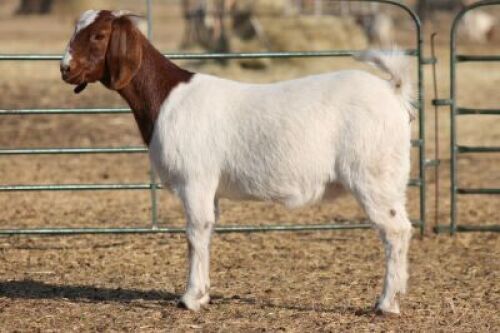 1X BOER GOAT OOI/EWE HART-VAN GOUD BOERBOKKE DALEEN VAN ZYL, 082 652 3775