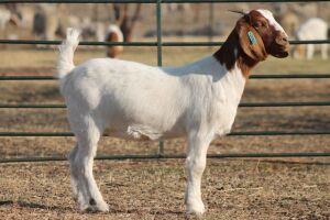 1X BOER GOAT OOI/EWE HART-VAN GOUD BOERBOKKE DALEEN VAN ZYL, 082 652 3776