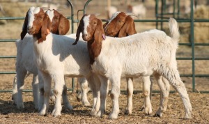 1X BOER GOAT OOI/EWE HART-VAN GOUD BOERBOKKE DALEEN VAN ZYL, 082 652 3802