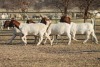 1X BOER GOAT OOI/EWE HART-VAN GOUD BOERBOKKE DALEEN VAN ZYL, 082 652 3802 - 2