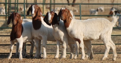 1X BOER GOAT OOI/EWE HART-VAN GOUD BOERBOKKE DALEEN VAN ZYL, 082 652 3807