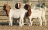 1X BOER GOAT OOI/EWE HART-VAN GOUD BOERBOKKE DALEEN VAN ZYL, 082 652 3807 - 2