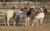 1X BOER GOAT OOI/EWE HART-VAN GOUD BOERBOKKE DALEEN VAN ZYL, 082 652 3812 - 2