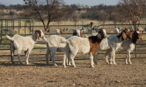 1X BOER GOAT OOI/EWE HART-VAN GOUD BOERBOKKE DALEEN VAN ZYL, 082 652 3817