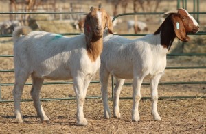 1X BOER GOAT OOI/EWE HART-VAN GOUD BOERBOKKE DALEEN VAN ZYL, 082 652 3822