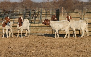 1X BOER GOAT OOI/EWE HART-VAN GOUD BOERBOKKE DALEEN VAN ZYL, 082 652 3824