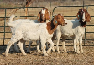 1X BOER GOAT OOI/EWE HART-VAN GOUD BOERBOKKE DALEEN VAN ZYL, 082 652 3829