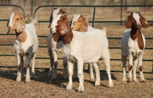 1X BOER GOAT OOI/EWE HART-VAN GOUD BOERBOKKE DALEEN VAN ZYL, 082 652 3834