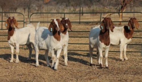 1X BOER GOAT OOI/EWE HART-VAN GOUD BOERBOKKE DALEEN VAN ZYL, 082 652 3839