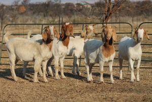 1X BOER GOAT OOI/EWE HART-VAN GOUD BOERBOKKE DALEEN VAN ZYL, 082 652 3844